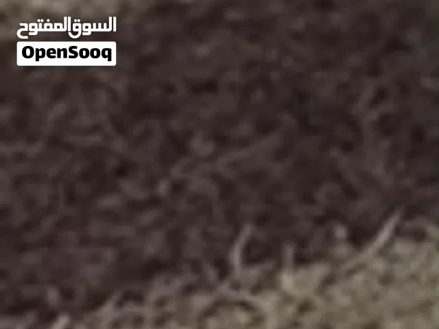 سجادة تركي شاغي