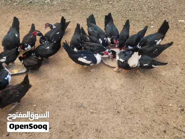 السلام عليكم ذكور بط للبيع ماشاء الله تبارك الله