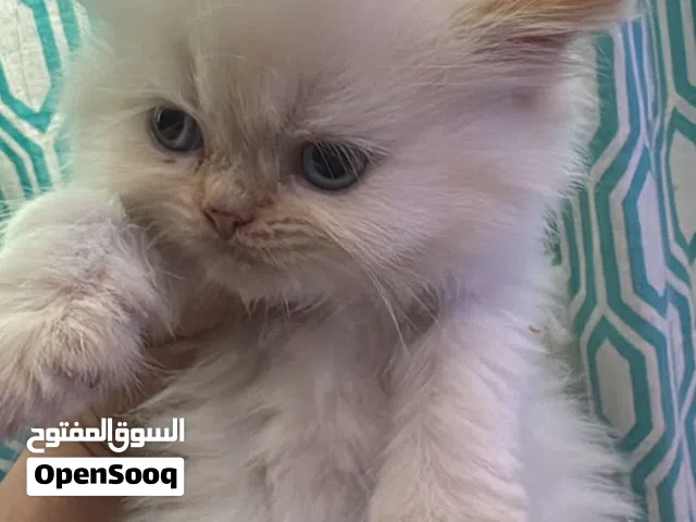 قطط راغدوال  بيور و هملايا بصحة جيدة تربية منزل عمر شهرين لعوبين ومتعلمين على كل شيئ