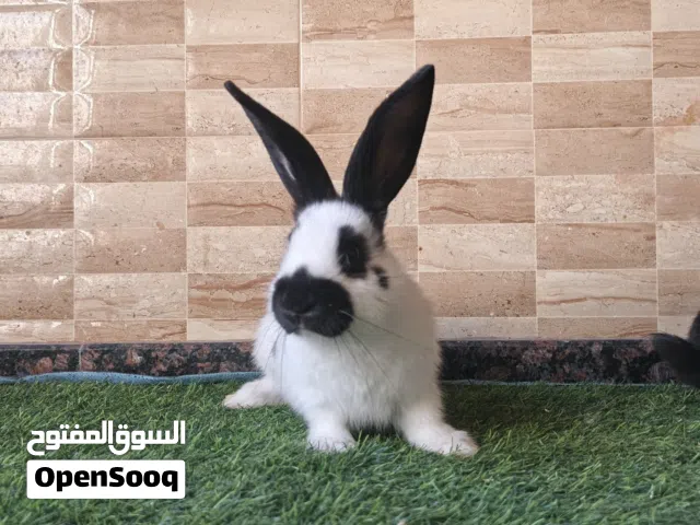 متاح جوزين ارانب بابيون بيور.