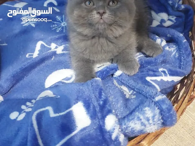 سكوتيش فولد اصلي مطعم ومعه جواز
