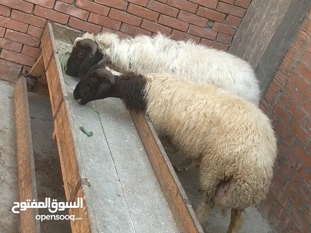 بسم الله الرحمن الرحيم الاثنين 11/8/2025 متاح دكرين تربيه بيتي ع العلف والخضراء خروفين خشنين لبانه أ