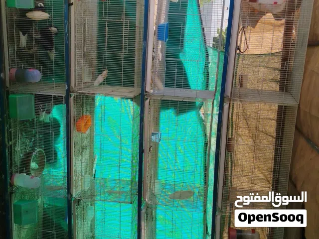 محاكر و قفص للبيع(وصف مهم) . . . . . .. .  . . . . . . . . . . . . . . . . . . . . .. . ...  . . .