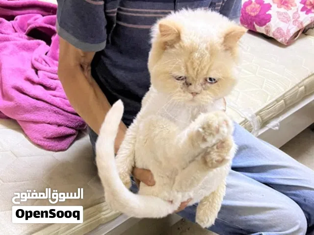 cat for adoption