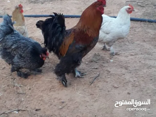 دجاج هاجين ع البراهمه ربي يبارك كوبية. سعر 380