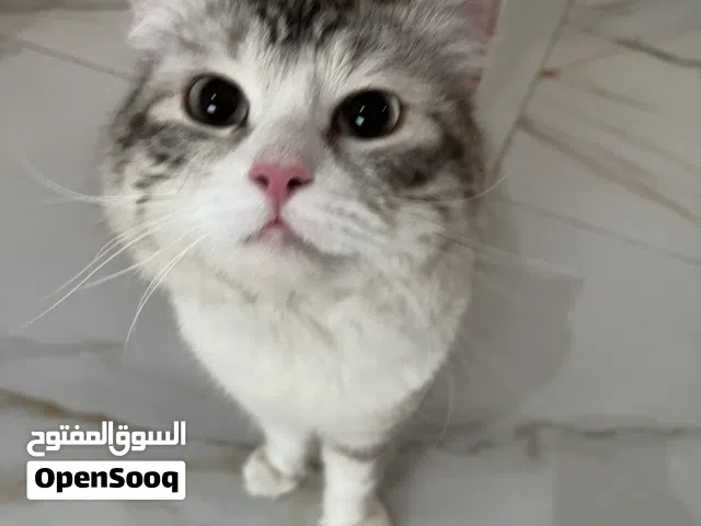 قطو رمادي ذكر