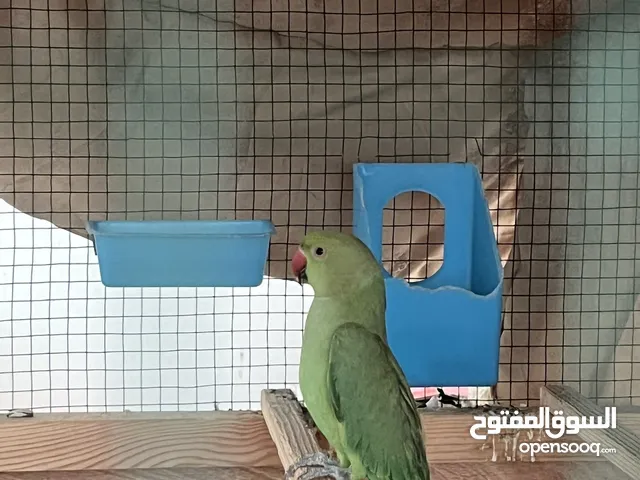 Parrot girl