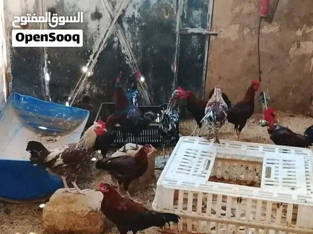 فراريج عربيات 10طروف طرابلس سوق الجمعة السعر جملة : 25د
