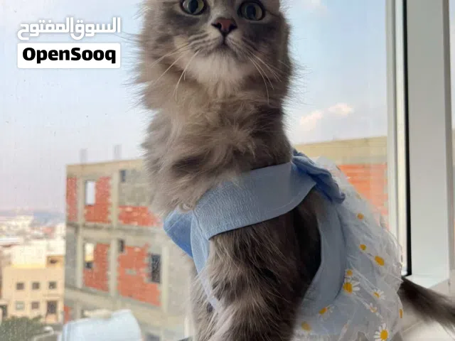 قطة للتبني شيرازي