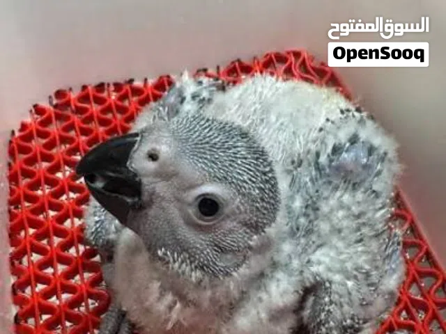 Looking for a Baby African Grey
