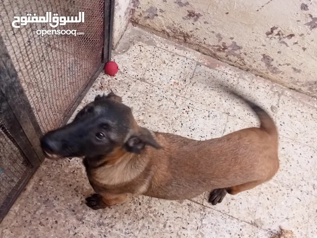 كلب مالينوا للبيع