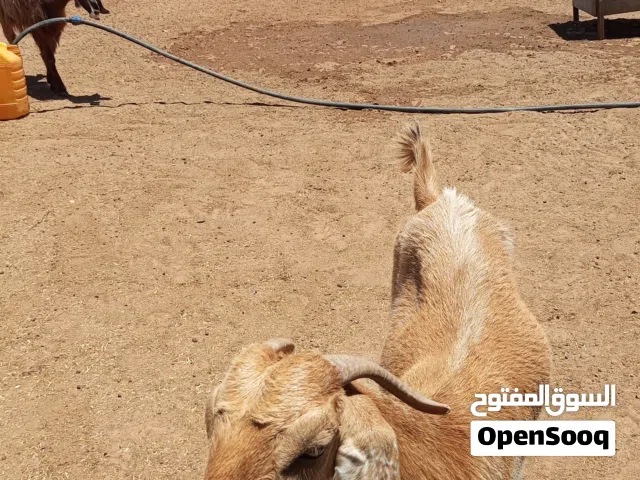 ماعز عشره ربي يبارك