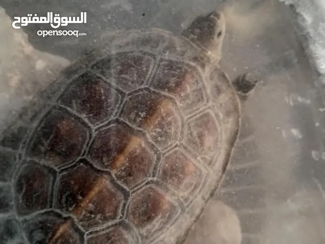 سلحفاه مائيه