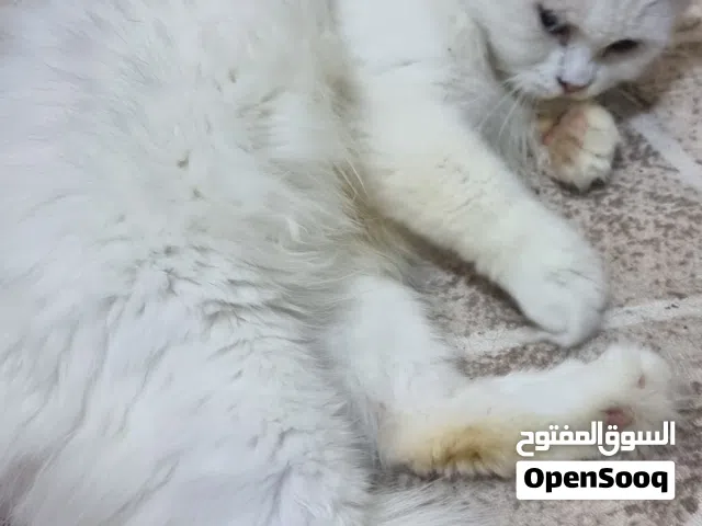 قطة شيرازي طالبة تزاوج للتبني