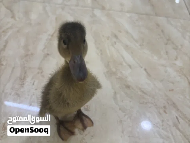 بطة صغيرة سوداء