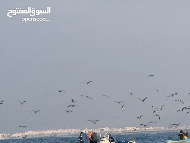 ملكيه 23قدم صافيه