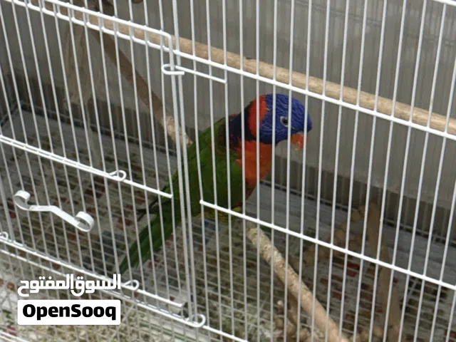 طير رينبو لوري