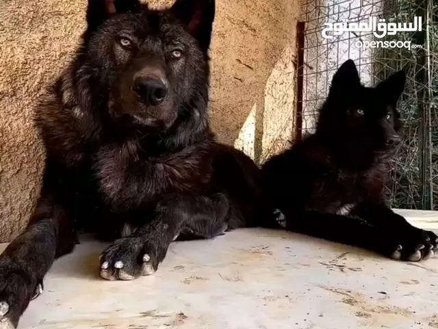 ذيب أوروبي انتاج محلي pure wolf