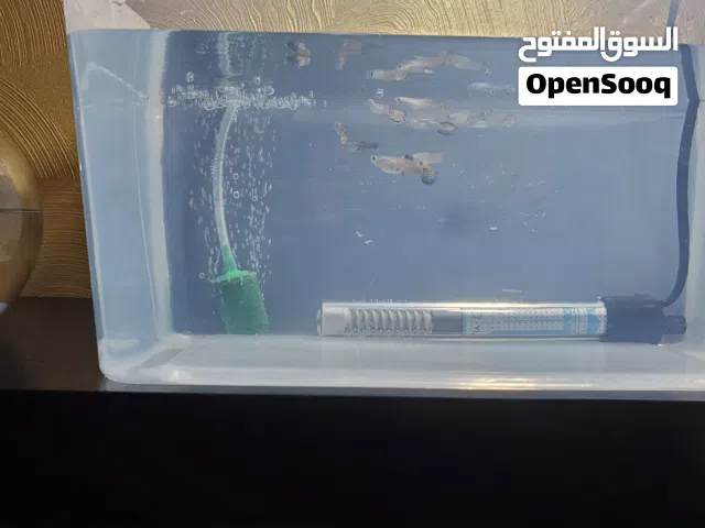 اسماك (جوبي الوان مميزه)