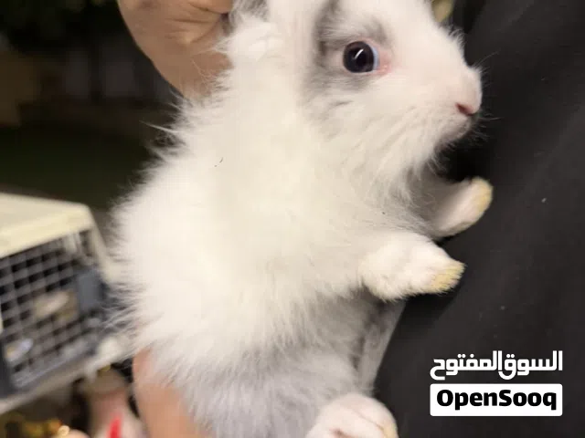 Name cookie other rabbit name Roxy