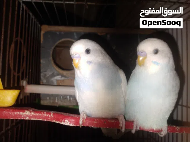 عصفير حب مع القفص