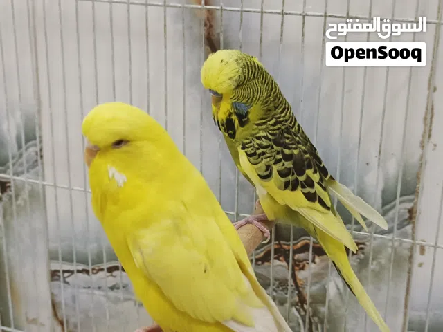 طير حب نكليزي مايات سعر75