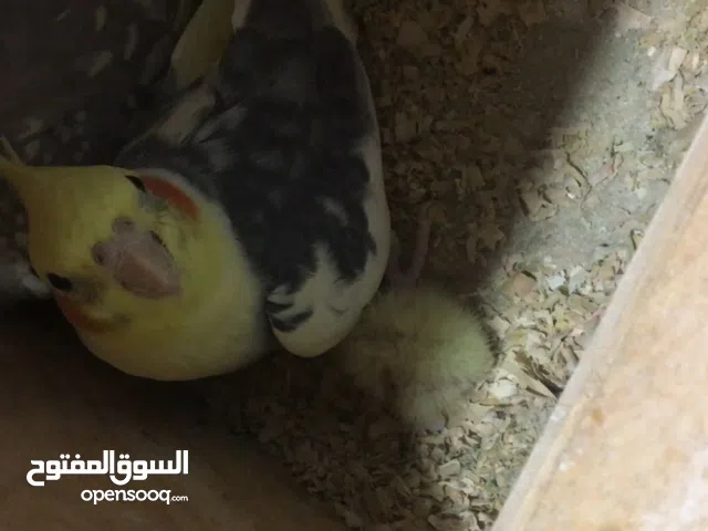 للبيع كروان