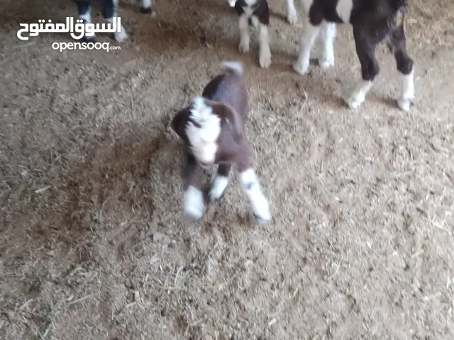 اغنام(مواليد صغار)