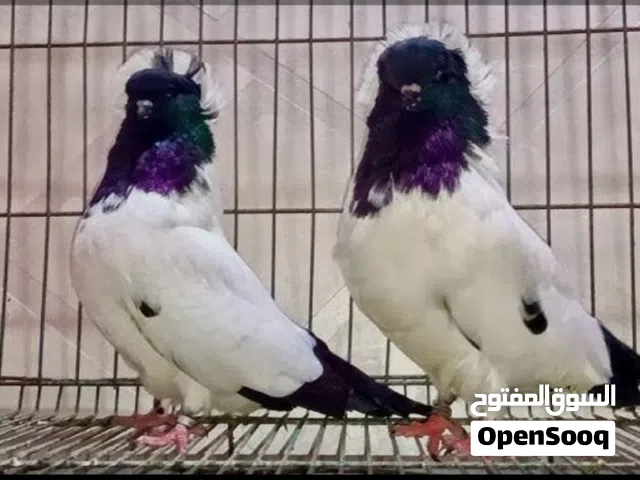 مطلوب حمام ارابش