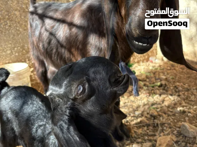 ثنيه للبيع مع جدي عمر شهر