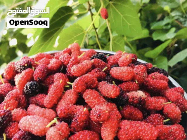 شتلات توت تايلندي معروف محلي فرصاد ممتاز
