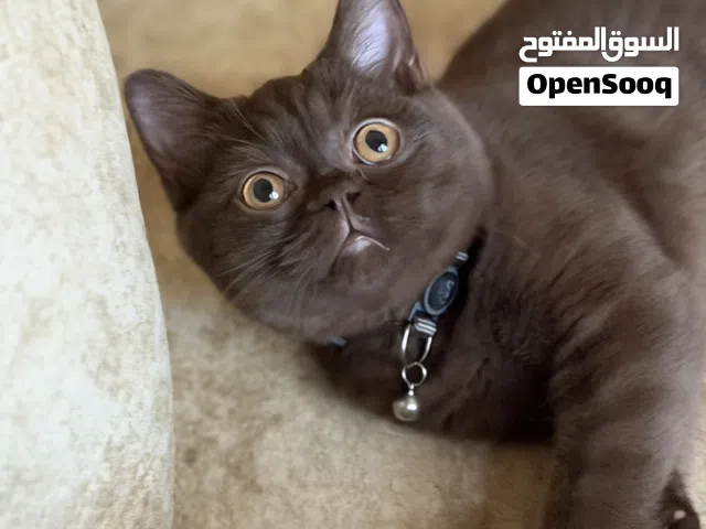 قط ذكر برتش سينامون