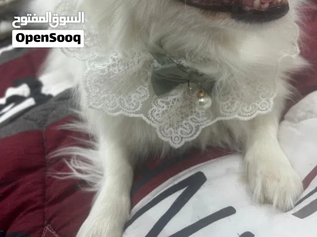 كلب البيع معرف شي