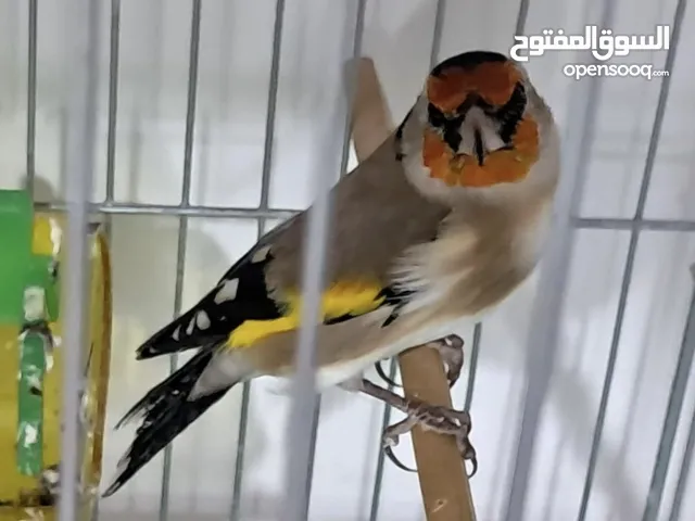 Bird sehere Nightingale