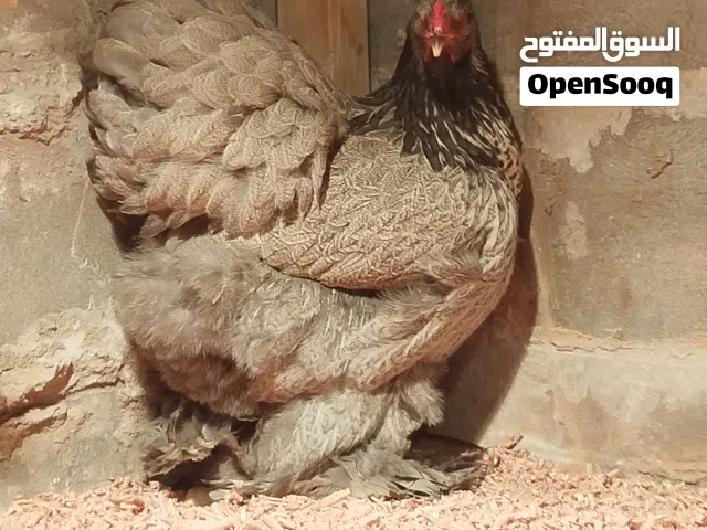 براهما حجلي فضي مواصفات