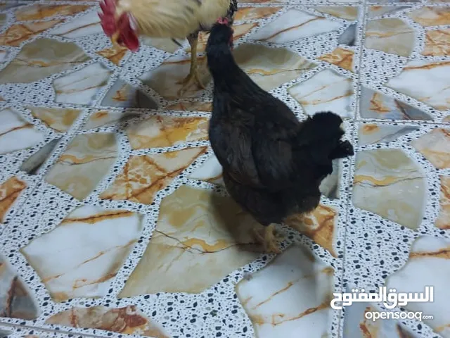 متاح ديج و دجاجه عرب اصلي الدجاجه بياضه