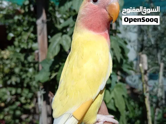 ماشاء الله. ببغاء روز اصفر لاتينو عين حمرا اليف جدا ولعوب  .
