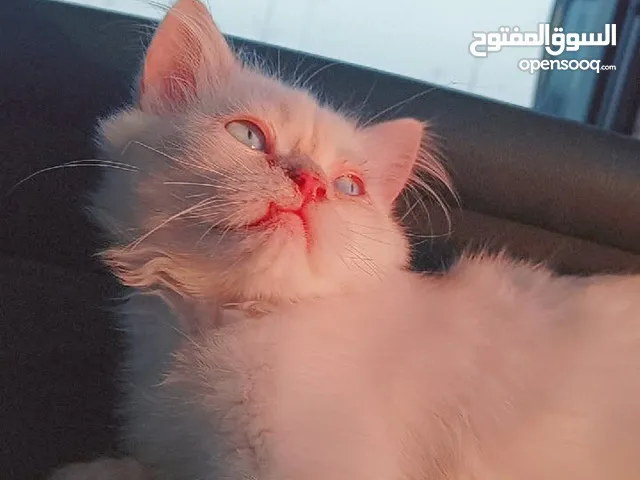 بزونه شيرازي البيع