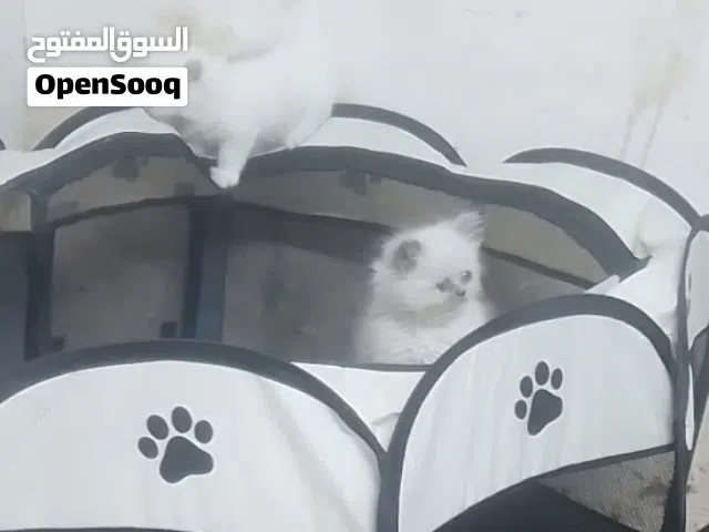قطط هلايا عدد2