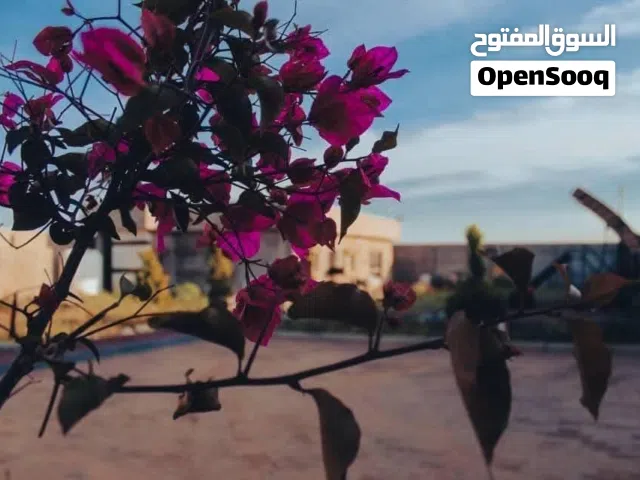 2 Bedrooms Chalet for Rent in Benghazi Other