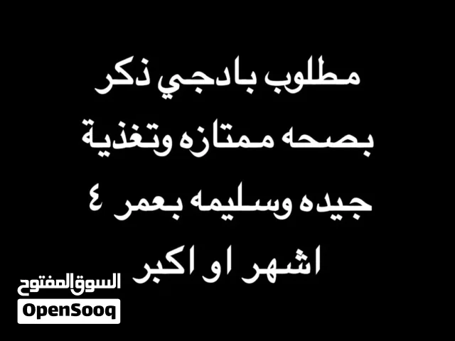 مطلوب بادجي ذكر صغير لون ازرق واصفر