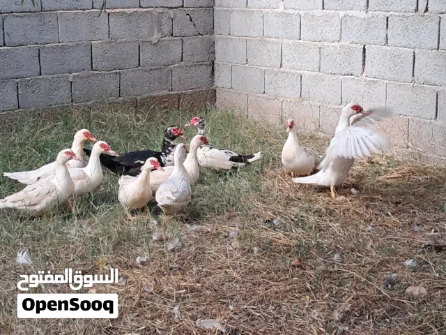 11 طرف بط للبيع..ذكر و10 أناتي مكان مصراتة