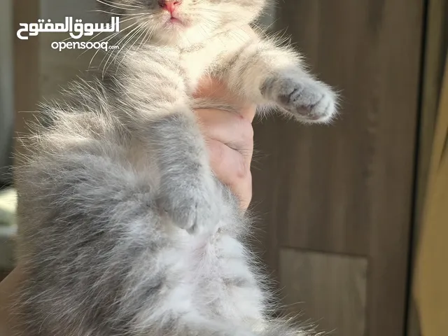 ذكر سكوتش ستريت سيلفر تابي عمر 45 يوم