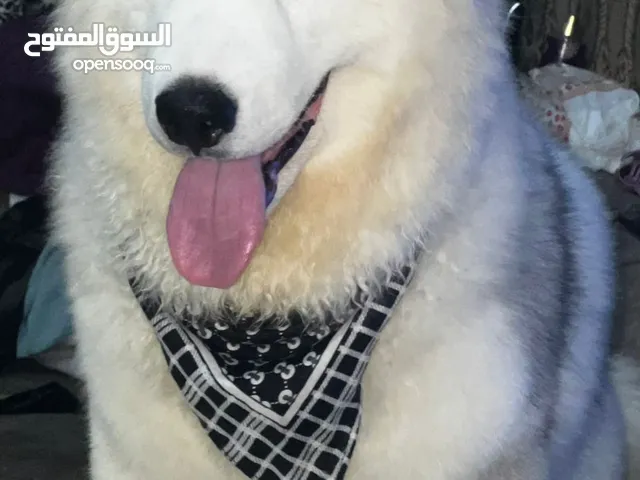 جرو هاسكي الاسكا مالموت بيور 5 شهور ذكر مع كامل تطعيمات والجواز والشريحة