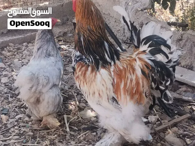 جاج كولومبي براهمي