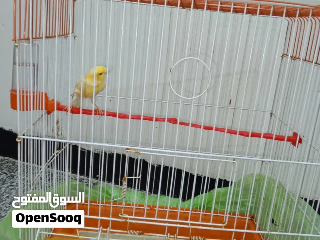 كناري للبيع فحل كامل هوه والقفص واكله ويا المشربيه كامل مكمل