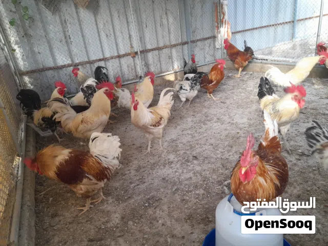ديوك للبيع