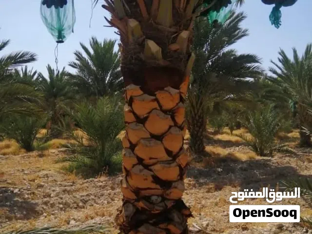 نخيل الوسام