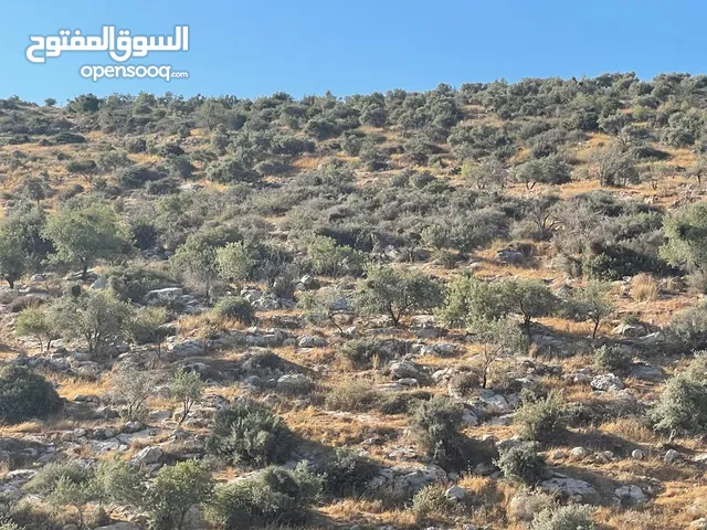 Residential Land for Sale in Salfit Downtown