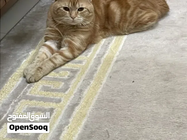 سكوتش استريت
